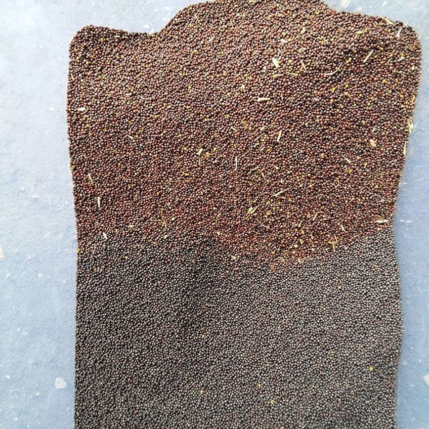 Rapeseed sorting