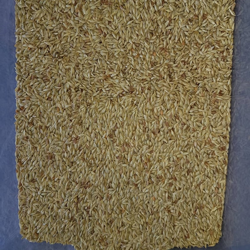 sorting of barley