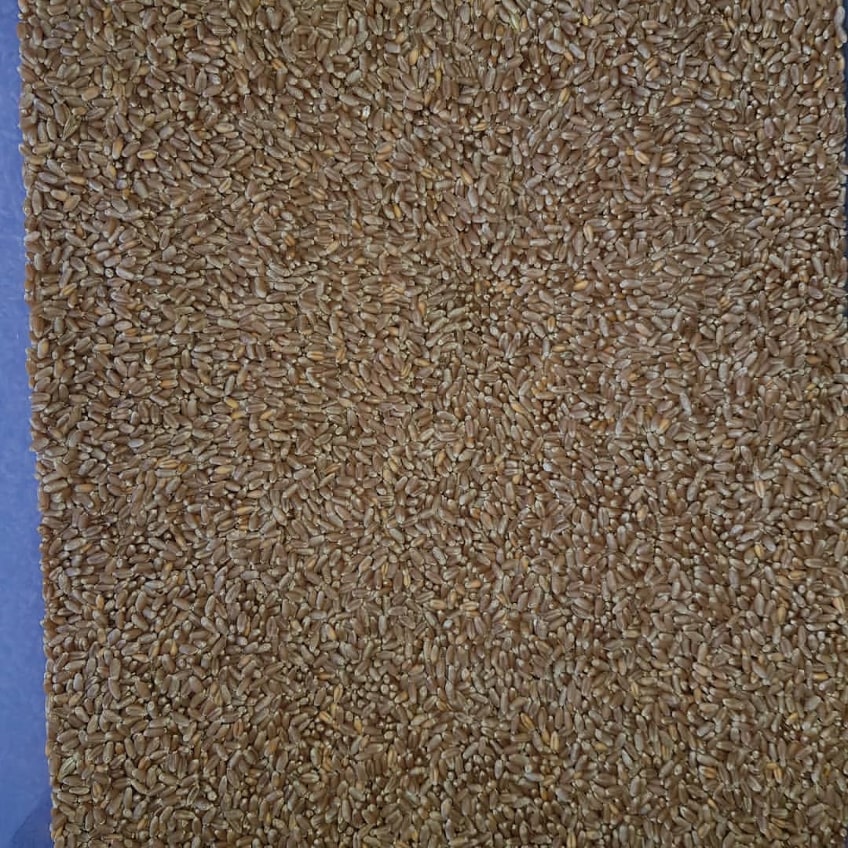 cортировка пшеницы