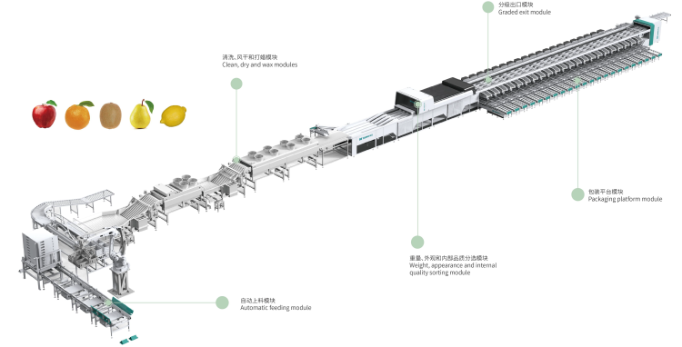 Máquina clasificadora de frutas y verduras con inteligencia artificial TAIHO
